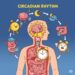 Circadian Rhythm